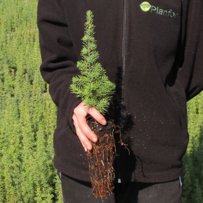 Christmas Tree - Atlas Cedar plug plant